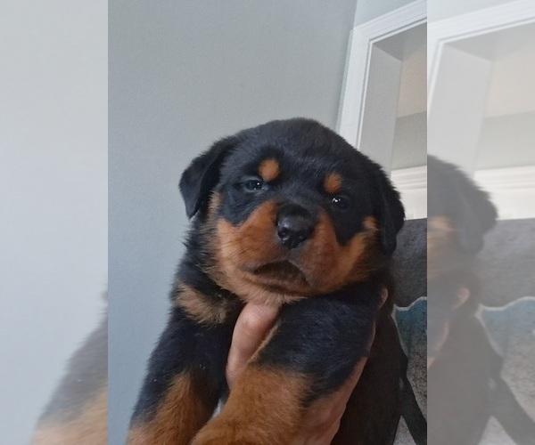 Medium Photo #1 Rottweiler Puppy For Sale in HAMMOND, IN, USA
