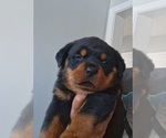 Puppy Puppy 1 Rottweiler