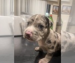 Small Photo #7 American Pit Bull Terrier Puppy For Sale in VANCOUVER, WA, USA