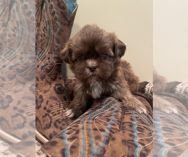 Medium Photo #5 Shih Tzu Puppy For Sale in DENTON, NC, USA