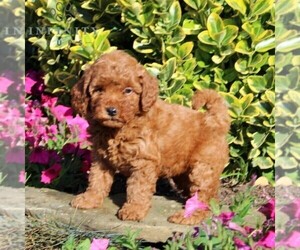 Goldendoodle-Poodle (Miniature) Mix Puppy for sale in NEW PROVIDENCE, PA, USA