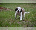 Small Photo #10 Saint Bernard Puppy For Sale in AVALON, MO, USA