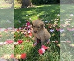 Small Photo #17 Labradoodle Puppy For Sale in DURHAM, CA, USA