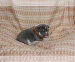 Small #3 French Bulldog