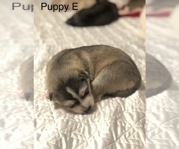 Medium Photo #17 Wolf Hybrid Puppy For Sale in FILLMORE, LA, USA