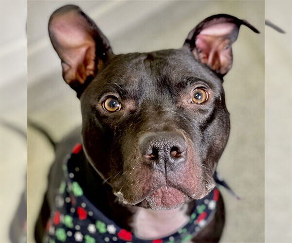 Medium Photo #1 American Pit Bull Terrier Puppy For Sale in Fort Collins, CO, USA