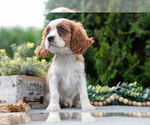 Puppy Cody Cavalier King Charles Spaniel