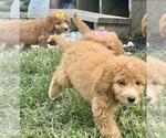 Small Photo #11 Goldendoodle Puppy For Sale in ARAB, AL, USA