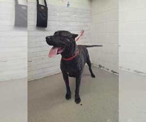Mutt Dogs for adoption in San Bernardino, CA, USA