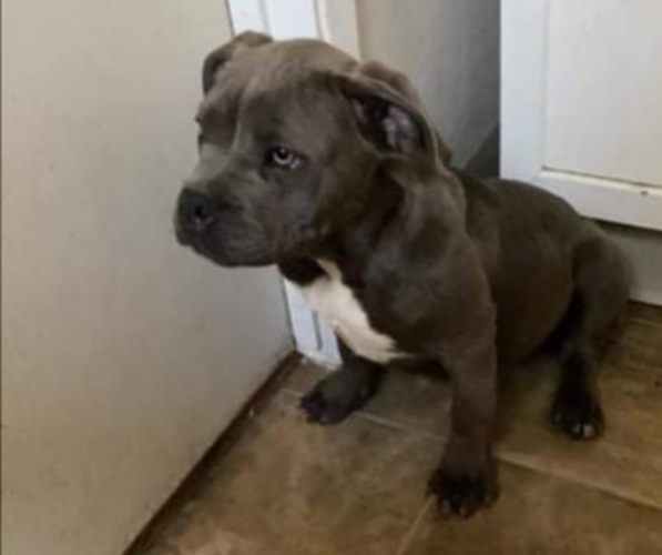 Medium Photo #1 American Bully Puppy For Sale in EUGENE, OR, USA