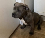 Small American Bully