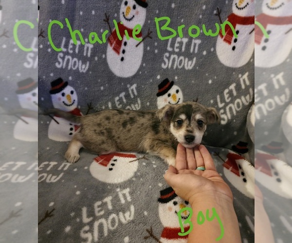 Medium Photo #5 Chizer Puppy For Sale in MONTEZUMA, GA, USA