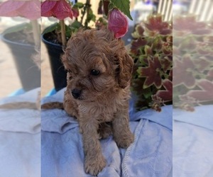 Medium Cavapoo (Miniature)