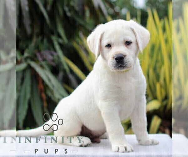 Medium Photo #1 Labrador Retriever Puppy For Sale in GORDONVILLE, PA, USA