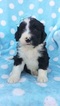 Small Bernese Mountain Dog-Goldendoodle Mix