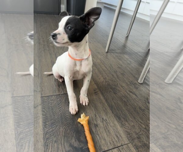 Medium Photo #4 Rat Terrier-Unknown Mix Puppy For Sale in Columbus, IN, USA