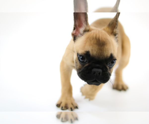 Medium Photo #3 French Bulldog Puppy For Sale in LAKELAND, FL, USA