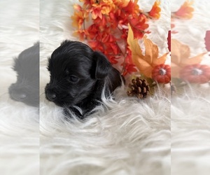 Yorkshire Terrier Puppy for sale in WILLISTON, SC, USA