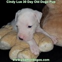 Small Photo #49 Dogo Argentino Puppy For Sale in PINEVILLE, MO, USA