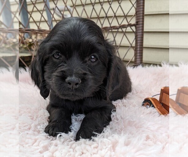 Medium Photo #40 Cock-A-Poo Puppy For Sale in SALEM, MO, USA