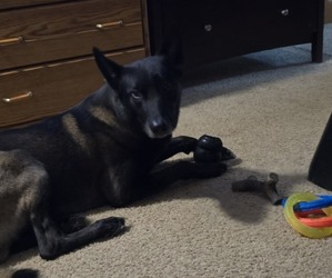 Father of the Belgian Malinois puppies born on 06/12/2025