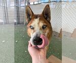 Small #3 German Shepherd Dog-Siberian Husky Mix