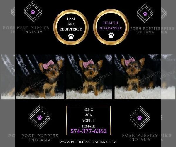 Medium Photo #2 Yorkshire Terrier Puppy For Sale in WARSAW, IN, USA