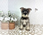 Small #3 Schnauzer (Miniature)