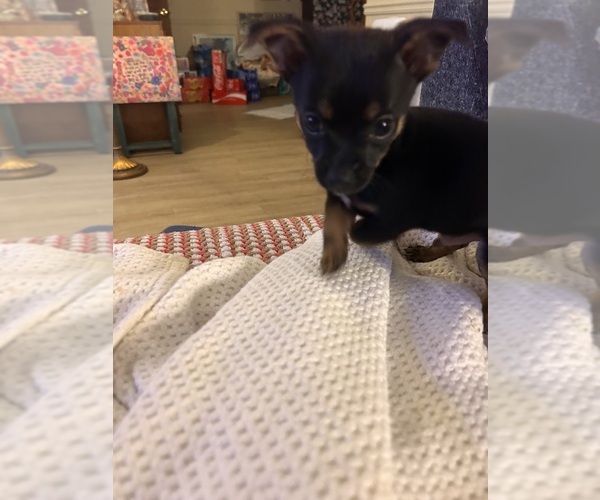 Medium Photo #4 Chihuahua Puppy For Sale in MONTGOMERY, AL, USA
