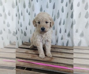 Goldendoodle Puppy for sale in ATHENS, WI, USA