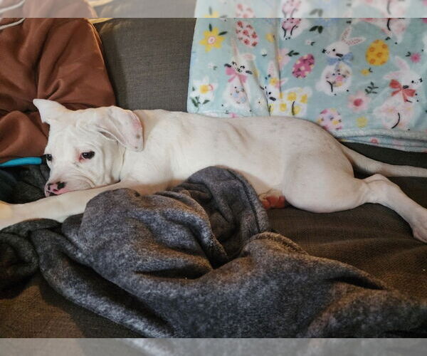 Medium Photo #2 American Pit Bull Terrier-Unknown Mix Puppy For Sale in Claremore, OK, USA