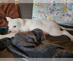 Small #1 American Pit Bull Terrier Mix