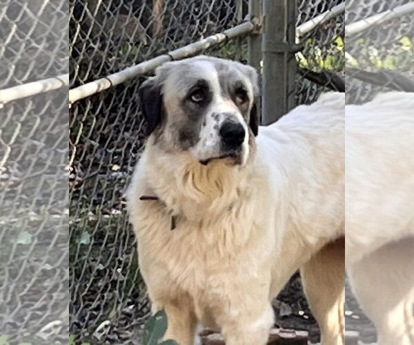 Medium Photo #7 Great Pyrenees Puppy For Sale in Dallas, TX, USA