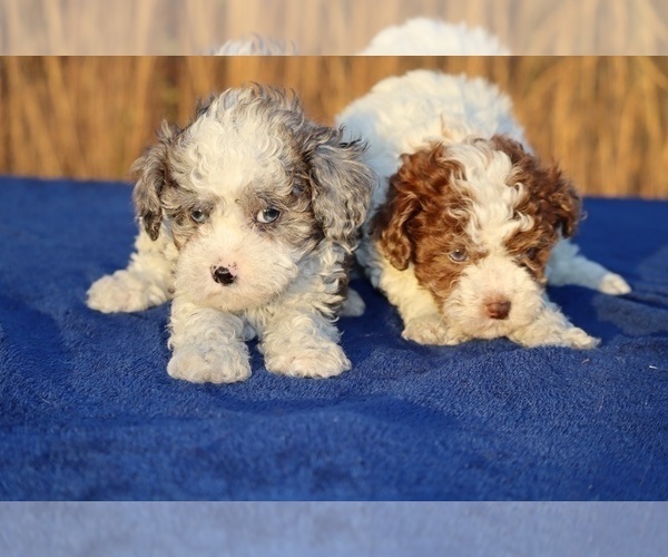 Medium Photo #9 Poodle (Toy) Puppy For Sale in DYERSBURG, TN, USA