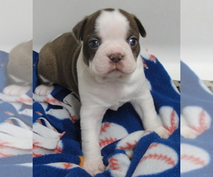Boston Terrier Puppy for sale in CRKD RVR RNCH, OR, USA