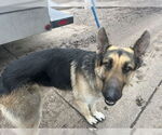 Small #57 German Shepherd Dog