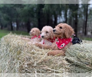 Poodle (Standard) Puppy for sale in WILSONVILLE, OR, USA