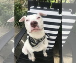 Small Photo #12 American Staffordshire Terrier-Jack Russell Terrier Mix Puppy For Sale in Arlington, VA, USA