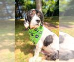Small Photo #7 Cocker Spaniel Puppy For Sale in Arlington, VA, USA