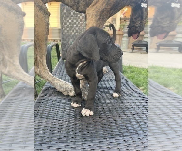Medium Photo #5 Great Dane Puppy For Sale in MOSES LAKE, WA, USA