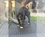 Small Photo #5 Great Dane Puppy For Sale in MOSES LAKE, WA, USA