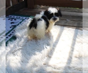 Havashu Puppy for Sale in THAYER, Kansas USA