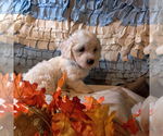 Small Photo #9 Coton de Tulear Puppy For Sale in W FIELD, NC, USA