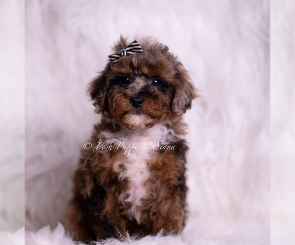 Medium Photo #2 Poodle (Toy) Puppy For Sale in WARSAW, IN, USA