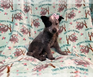 Australian Cattle Dog Puppy for sale in LAKELAND, FL, USA