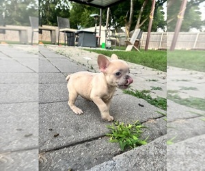 French Bulldog Puppy for sale in FORT WORTH, TX, USA
