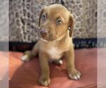 Small #5 Mutt