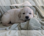 Small Photo #59 Golden Retriever Puppy For Sale in MODESTO, CA, USA