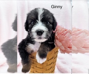 Medium Bernedoodle