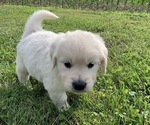 Small Photo #1 English Cream Golden Retriever Puppy For Sale in GAMBIER, OH, USA